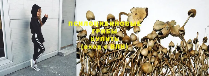 Псилоцибиновые грибы Magic Shrooms  Каргополь 